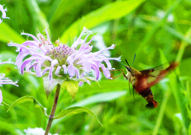 clearwing